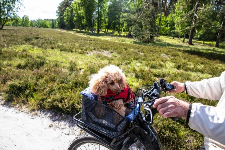 Fahrrad & Hund